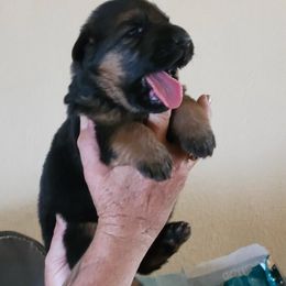 Ferman - Black and red male German Shepherd puppy in Whitewater, California from Vom Haus Metzler Shepherds