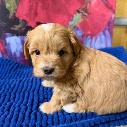Mark - Apricot male Maltipoo puppy in Lawrenceburg, Tennessee from LUV Poodles and Maltipoos