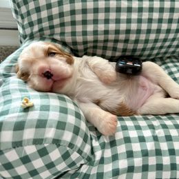 Cavalier King Charles Spaniel Puppies from Reynolds Farms Cavaliers