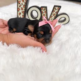 Puppy 1 - Black and gold female Yorkshire Terrier puppy in Modesto, California from The Dog House