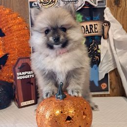 SUGAR 1 - Wolf sable female Pomeranian puppy in Lore City, Ohio from Tonia's Pomeranians