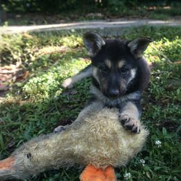 German Shepherd Puppies from Vom Raglinhaus German Shepherds
