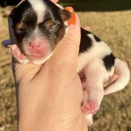 Biewer Terrier Puppies from Petit Bijou