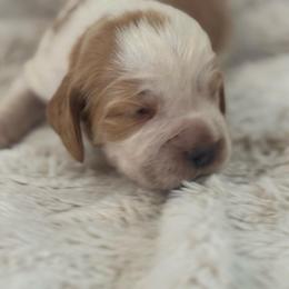 Grady - Lemon and white male English Springer Spaniel puppy in Coeur D'alene, Idaho from Springer Hollow