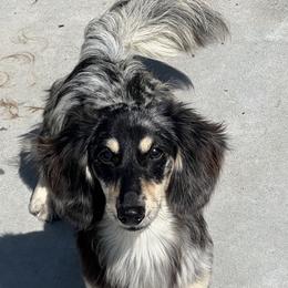 Jellybean - Dachshund