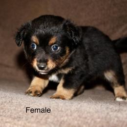 Black Tri female 2 - Black tri female Miniature Australian Shepherd puppy in Redding, California from Lavish Luxuries Mini and Toy Australian Shepherds