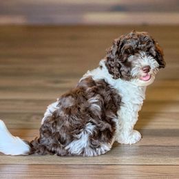 Fudge Swirl - Brown and white male Bernedoodle puppy in Sparta, Missouri from Sis' Doodles & Poodles