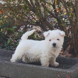 West Highland White Terrier Puppies from AKC  Westie World