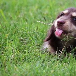 Dachshund Puppies from Liberty Acres OK