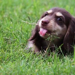 Dachshund Puppies from Liberty Acres OK