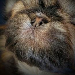 Alvin - Red and white male Shih Tzu puppy in Lostant, Illinois from Bella's Babies