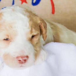 Double Doodles from The Scott’s Dood Ranch