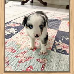 Mini Aussie Girl 2 - Blue merle female Miniature Australian Shepherd puppy in Pensacola, Florida from TNT MINI AUSSIES