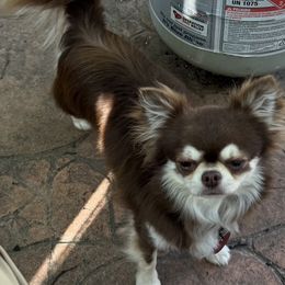 Toby - Chocolate and white male Chihuahua puppy in Rose Hill, Kansas from Layna's Pomeranians & Chihuahuas