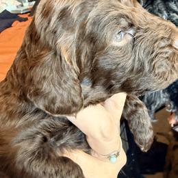 Cadbury - Chocolate male Goldendoodle puppy in Lexington, North Carolina from Southern Grace Acres