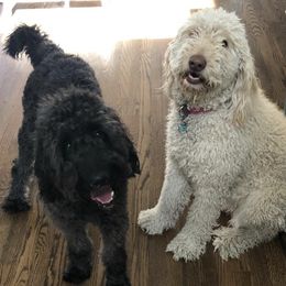 Goldendoodles from Ruby’s Goldendoodles