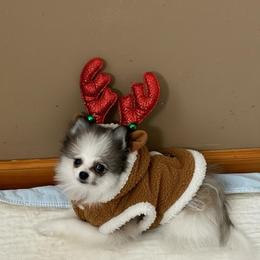 Dahlia - Orange sable female Pomeranian puppy in Success, Missouri from Sweet Success