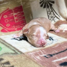 MOTORHEADS ARLO - Piebald male Dachshund puppy in Yucaipa, California from Motorhead Dachshunds