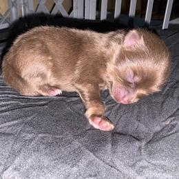 Daisy - Chocolate female Pomeranian puppy in Okmulgee, Oklahoma from 918 Pomeranians
