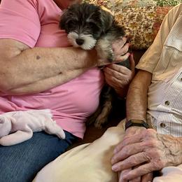Miniature Schnauzer Puppies from Miniature Schnauzers of Delmarva