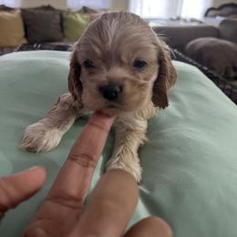 Girl 2 - Cocker Spaniel puppy in Brownsville, Texas from Carino's Cocker Kennel