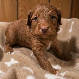 Judd - Chocolate male Goldendoodle puppy in Pittsburg, Texas from Grace Springs Goldendoodles