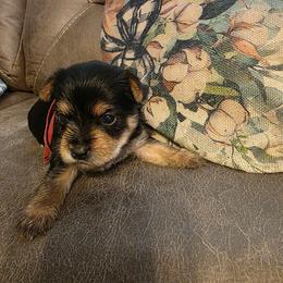 Hope ( Hot Pink) - Black and tan female Yorkshire Terrier puppy in Fayetteville, Tennessee from Mina's Yorkies