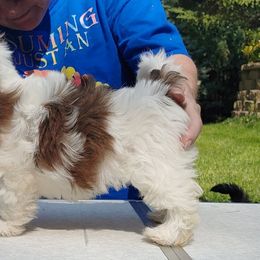 French Bulldog and Havanese Puppies from RiverHill Havanese
