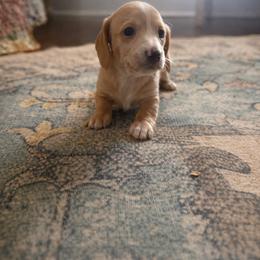 Dachshund Puppies from Queen City Sausage Dogs