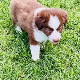 Red Tri boy blue eyes 2 - Red tri male Toy Australian Shepherd puppy in Oklahoma City, Oklahoma from Faith River Aussies