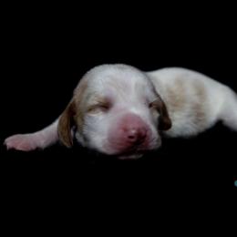 Basset Hound Puppies from Tabitha Schwierking