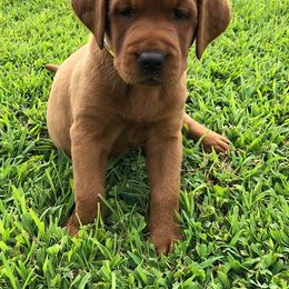 Labrador Retriever Puppies from Terracotta Treasures Labradors