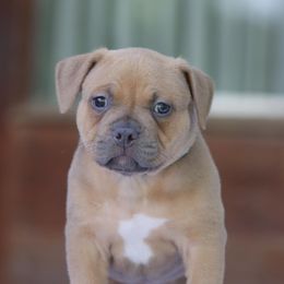 American Bully Puppies from Black Coal Bullies