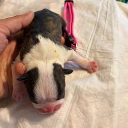 Dark pink collar girl - Brindle and white female Boston Terrier puppy in Sunnyside, Washington from Boston Terriers