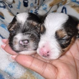 Yorkshire Terrier Puppies from Xclusive Petz