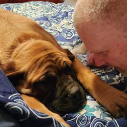 Australian Shepherd and Mastiff Puppies from Aussome Pups at Alexander Farm