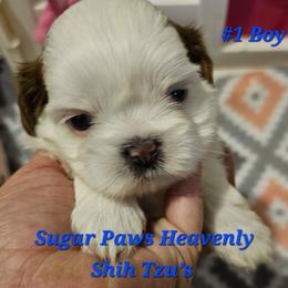 Sammy 1st born - Sable and white male Shih Tzu puppy in Havelock, North Carolina from Sugar Paws Heavenly Shih Tzu’s