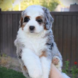 Honey - Blue merle female Bernedoodle puppy in Eagle Mountain, Utah from Fur Real Puppies.