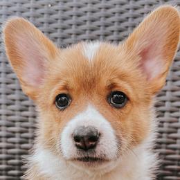 Girl 4 - Pembroke Welsh Corgi puppy in Idaho from Blue Sky Corgis