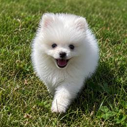 Fluttershy - White female Pomeranian puppy in Rhode Island from Heartfelt Kennels