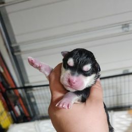 Siberian Husky Puppies from Spirit of the Moon Siberians