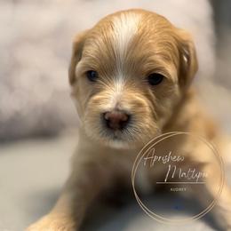 Audrey - Apricot female Maltipoo puppy in Weatherford, Texas from Aprishew Maltipoo