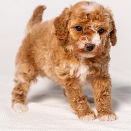 Fall - Red  male Goldendoodle puppy in Slc, Utah from Timp Doodles
