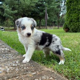 Diva- - Blue merle female Border Collie puppy in Chattanooga, Tennessee from Ross Vegas Kennels