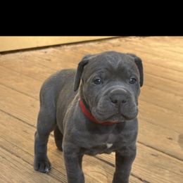Cane Corso Puppies from Palazzo Cane Corso