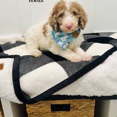 Amelia - Merle Labradoodle puppy in West Haven, Utah from Lucy’s Labradoodles
