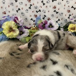 Australian Shepherd Puppies from Integrity Australian Shepherds