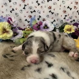 Australian Shepherd Puppies from Integrity Australian Shepherds