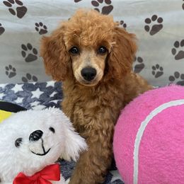 Gidget - Red  Poodle puppy in Fort Salonga, New York from Blues Performance Poodles