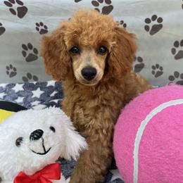 Gidget - Red  Poodle puppy in Fort Salonga, New York from Blues Performance Poodles